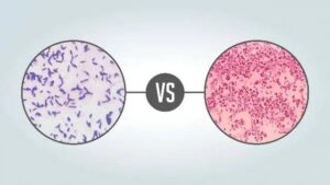 The difference between gram-negative bacteria and gram-positive bacteria ​