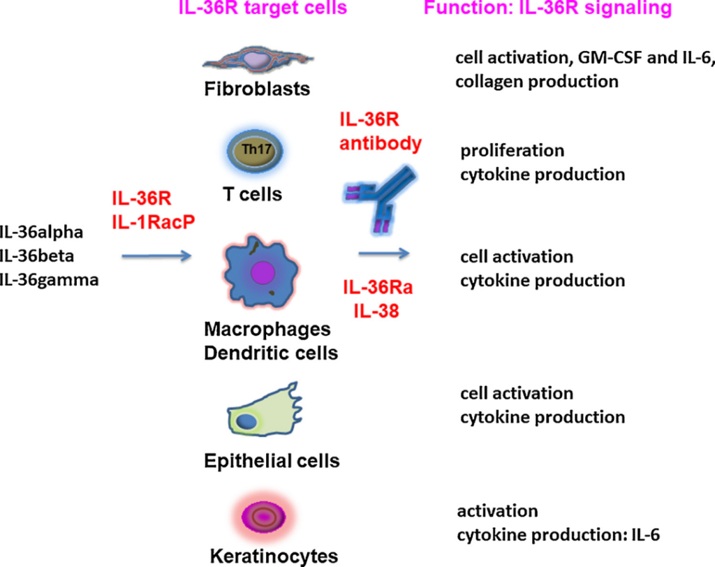 Immunology: IL-36 | Inflammation and Tumor