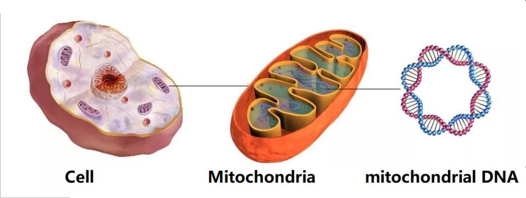 mitochondrial DNA