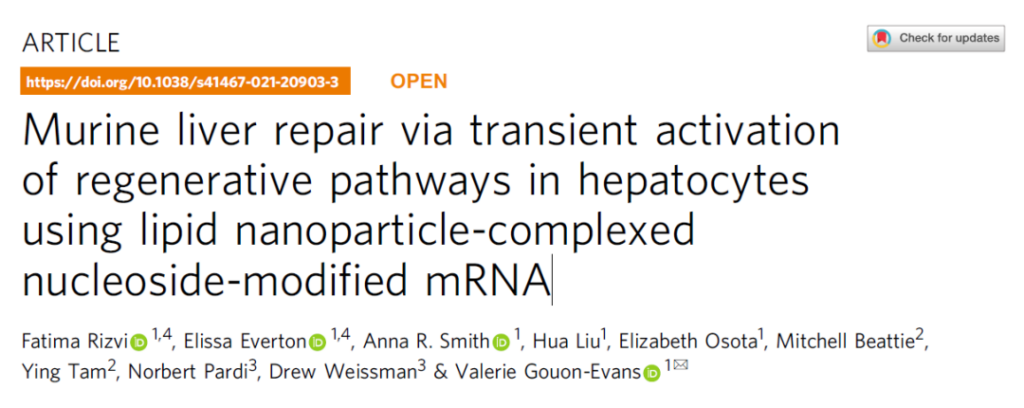 Nature: Nanocarriers deliver mRNA to repair liver damage and promote liver regeneration