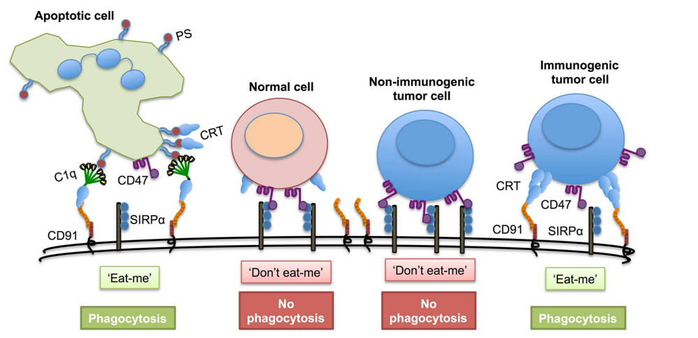 Can cancer cells evade hunting by macrophages through camouflage?