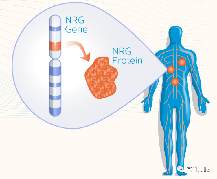 New targets for pan-cancer species: NRG1 gene fusion!