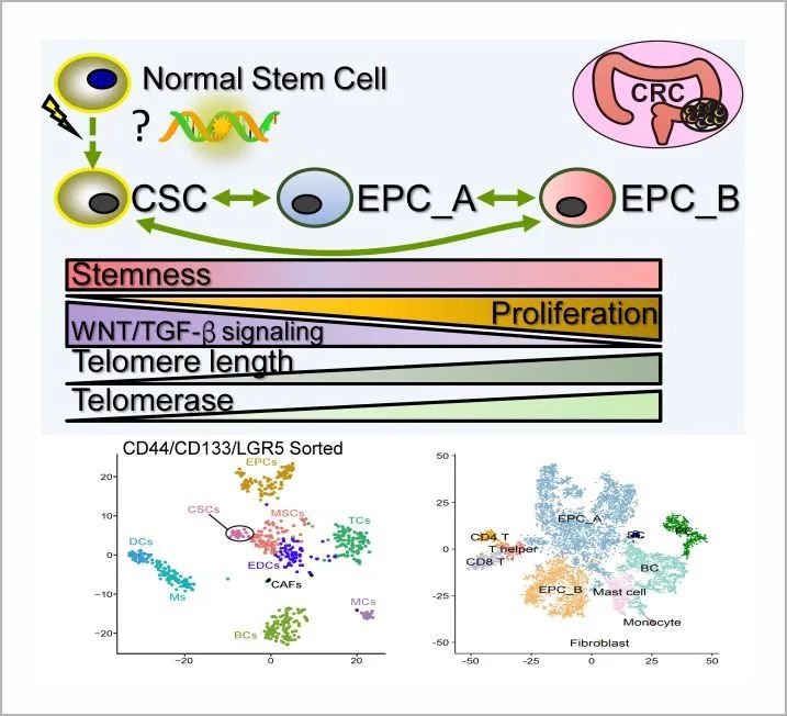 Resting tumor stem cells are the root cause of cancer recurrence and drug resistance
