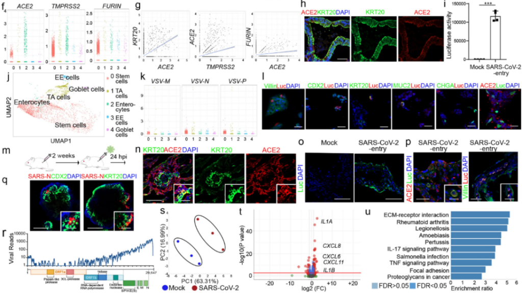 Nature: Successfully screen candidate drugs for COVID-19 treatment by organoids