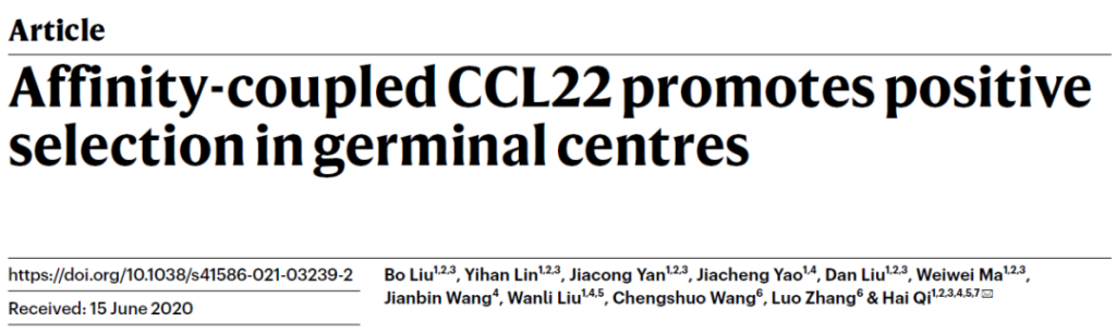 Nature: Affinity-coupled CCL22 promotes positive selection in germinal centres