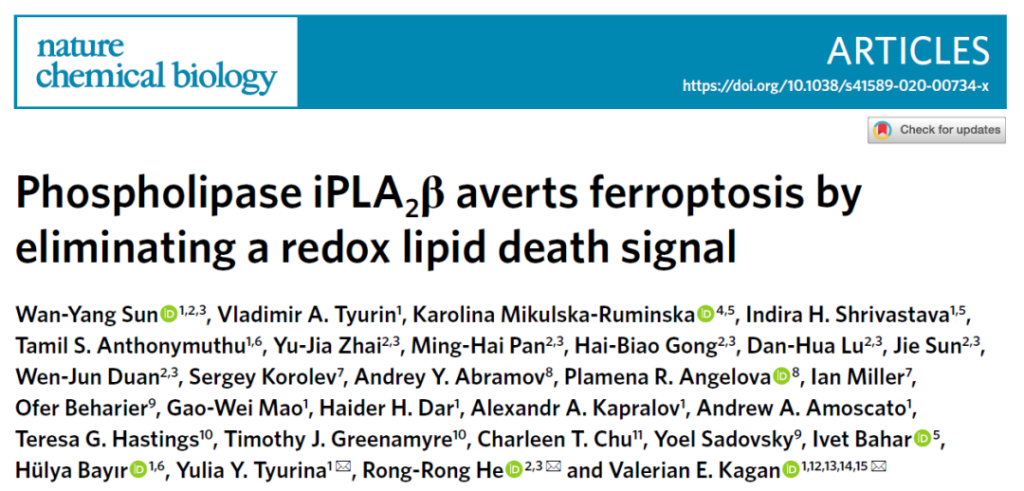 Nature: The new regulatory protein iPLA2β for iron death