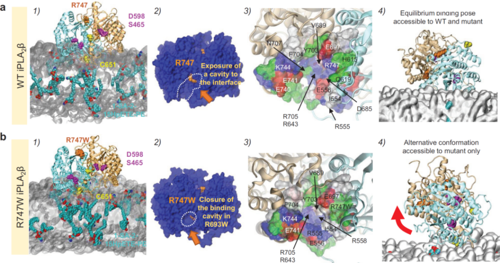 Nature: The new regulatory protein iPLA2β for iron death