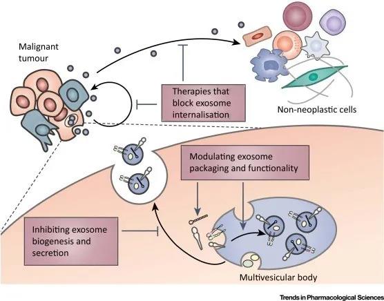 Why exosomes become the important "target" for cancer treatment?