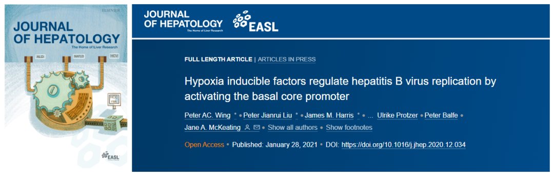 J Hepatol: Hypoxia-inducible factor regulates hepatitis B virus replication