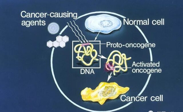 Oncogenes are genes that can cause cancer