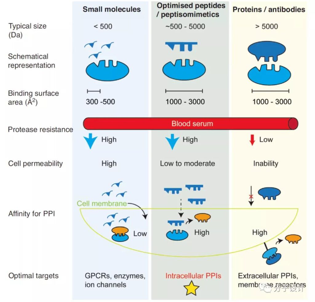 Peptide drug development strategy targeting protein-protein interaction