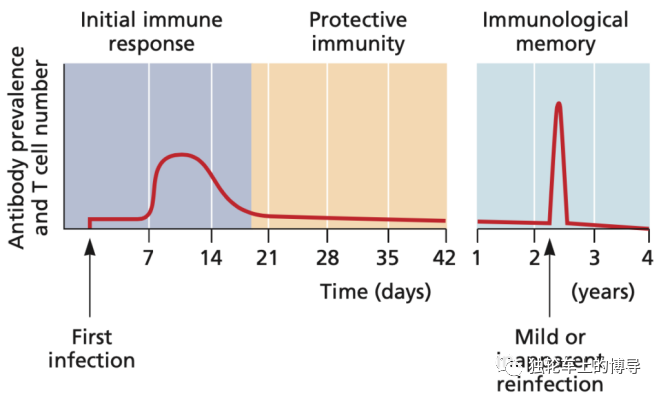 How does the virus vaccine work?