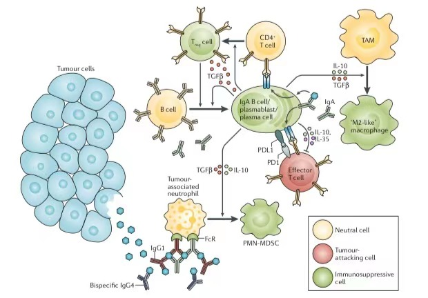 B cells are not bystanders in the tumor microenvironment