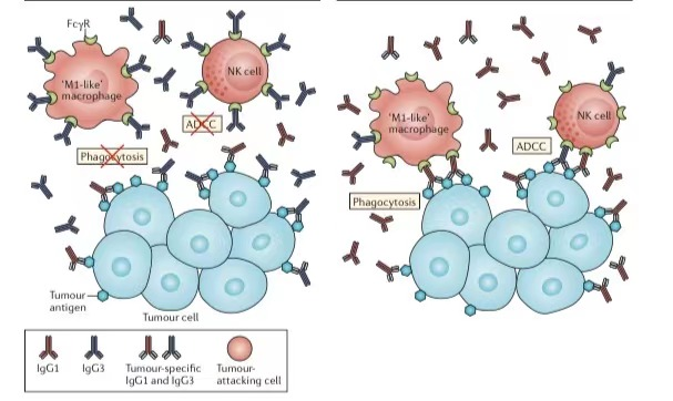 B cells are not bystanders in the tumor microenvironment