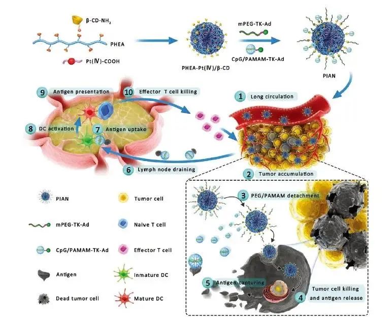 New materials for cancer vaccine immunotherapy