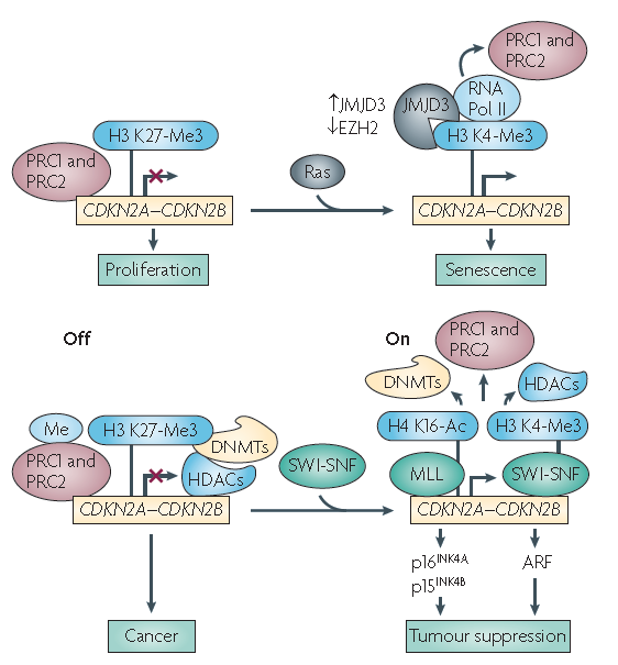 CDKN2A/2B gene mutation organoid pharmacological model