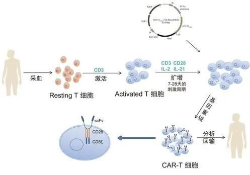 CAR-T is expected to cure Liver cancer Stomach cancer Pancreatic cancer