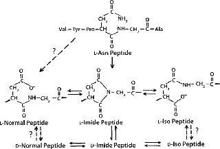 Overview of protein and peptide degradation pathways