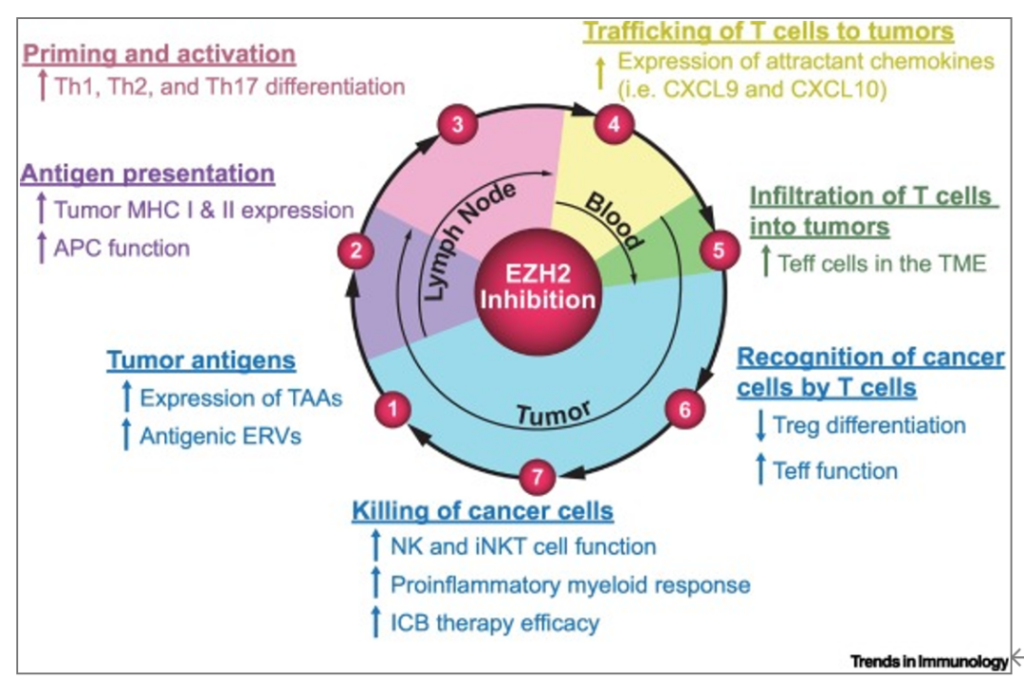 EZH2 inhibition strengthens existing immunotherapy