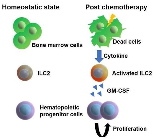 Molecular mechanism of bone marrow regeneration after chemotherapy