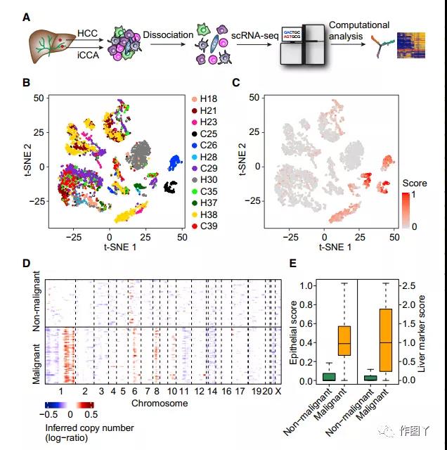 The diversity of tumor cells drives the reorganization of the liver cancer microenvironment