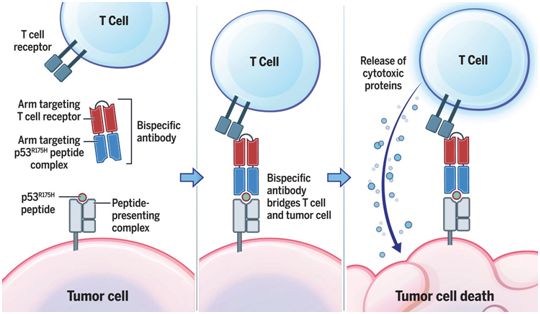 Science: Targeting cancer with bispecific antibodies