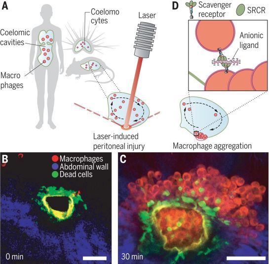 Macrophages play a decisive role in the production of abdominal adhesions