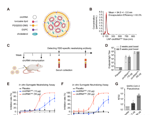 Circular RNA vaccines against SARS-CoV-2 and Emerging Variants