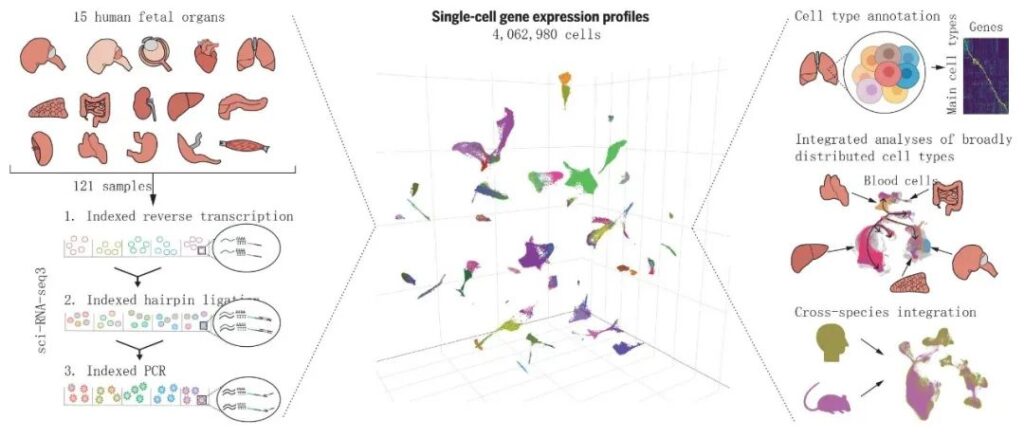Science: Atlas of Human Fetal Gene Expression Cells