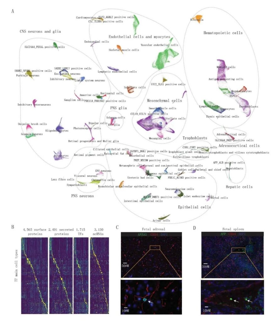 Science: Atlas of Human Fetal Gene Expression Cells