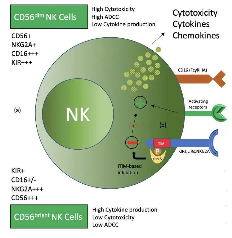 NK cells: NK cells in tumor immunity