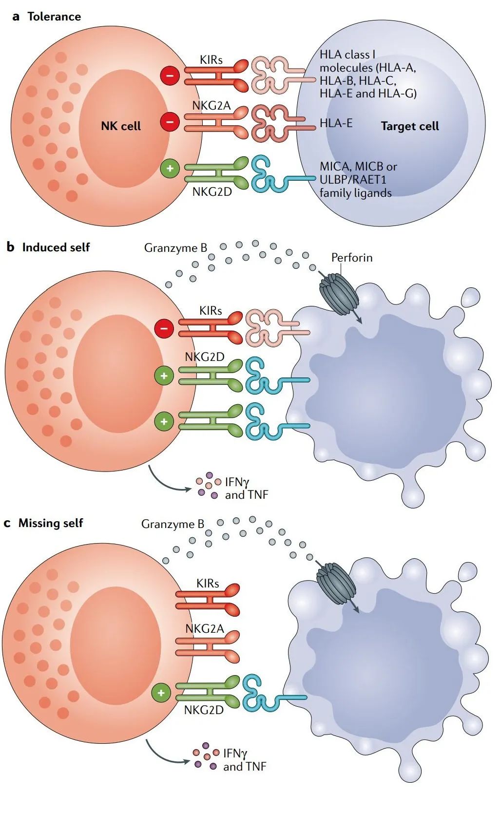 Nk Cells Nk Cells In Tumor Immunity Medical News