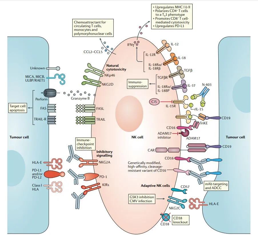 NK cells: NK cells in tumor immunity