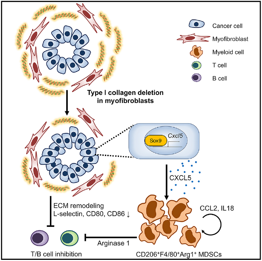 Cancer Cell: Loss of collagen will also accelerate the development of cancer