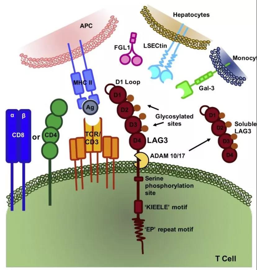 LAG-3 antibody project ushered in major benefits
