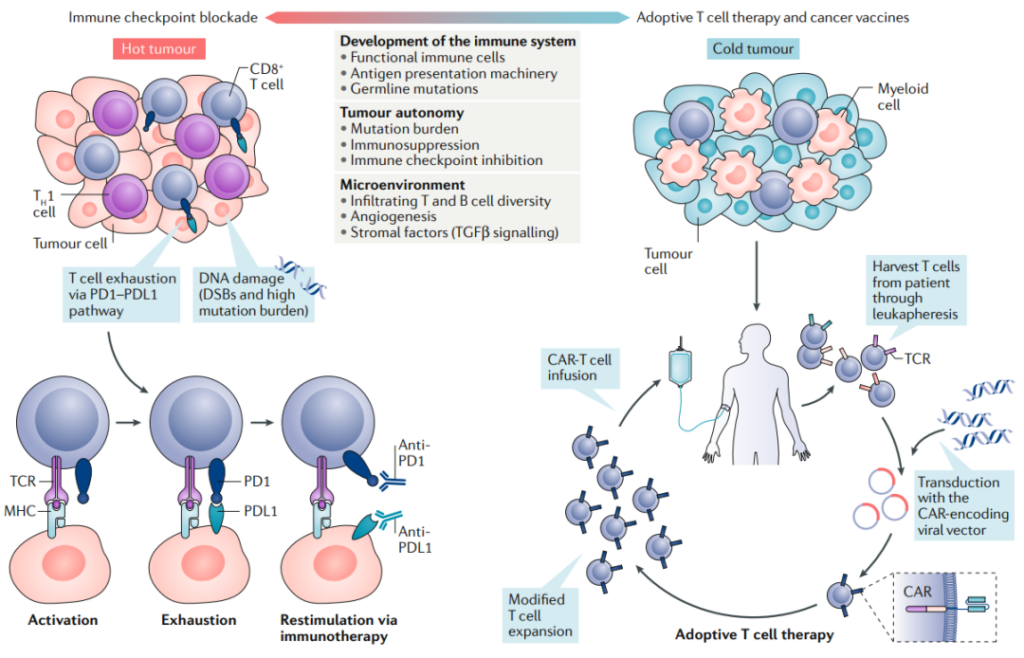 Immunotherapy for solid tumors in children
