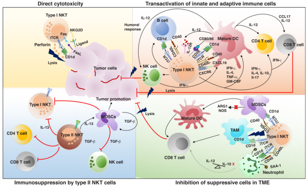 Bispecific Nano-Antibody activates type 1 NKT cells