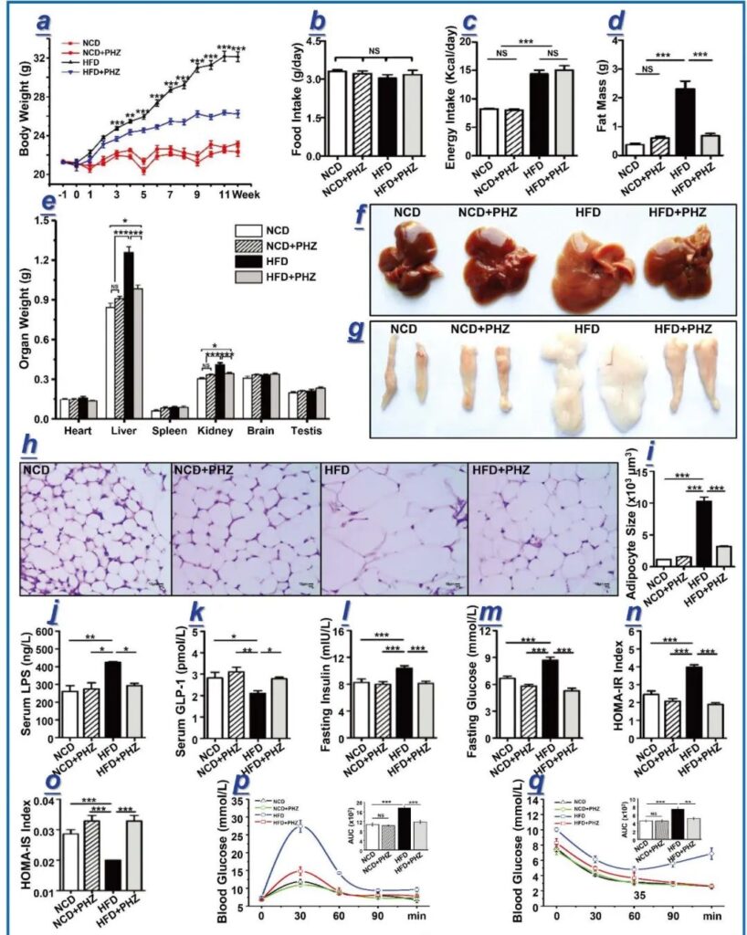 Phloridin (PHZ) improves obesity-related endotoxemia and insulin resistance