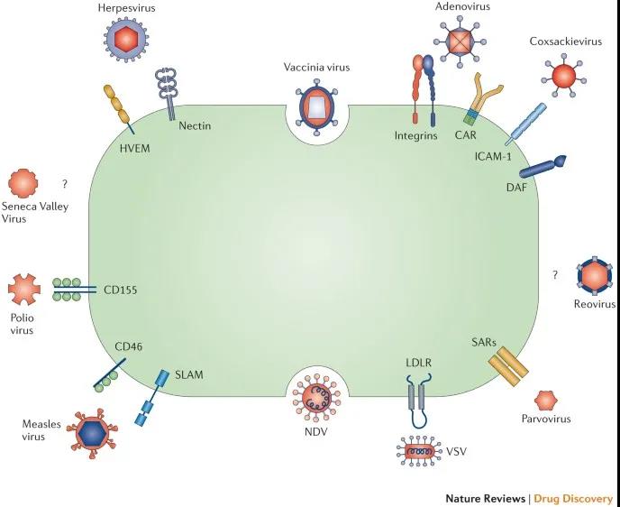 Overview of Oncolytic Viruses (1)  Little medicine said medicine yesterday The following article is from bioSeedin Bosihui, author Rosemary bioSeedin bioSeedin Biomedical Knowledge Service Platform  With the improvement of life science and technology, many new popular therapies have emerged in the treatment of tumors and cancers. In addition to single/double antibodies, ADC (antibody conjugated drugs), PD-1/L1, cell therapy, exosomes, and oncolysis Viruses have also become treatments in this field. Among them, oncolytic viruses (OVs) have received more and more attention from scientific research and industry because of their ability to replicate specifically in tumor cells and cause tumor cell lysis without affecting normal cells.   image Oncolytic virus development history  OVs are a class of natural or genetically engineered viruses that can selectively replicate in tumor tissues, and then infect and kill tumor cells or cause tumor cell lysis, but have no killing effect on normal tissues. According to whether they have undergone genetic modification, they can be divided into two categories: one is wild-type virus strains and natural attenuated virus strains, such as reovirus, Newcastle disease virus, etc.; The viruses that multiply in tumor cells mainly include adenovirus, herpes simplex virus, vaccinia virus, and measles virus.  In fact, the discovery of OVs has a history of one hundred years and can be roughly divided into three stages: the discovery and application stage of wild virus strains (1904-1990), the development stage of genetically modified virus strains (1991-2000), gene insertion and combination therapy Efficiency stage (21st century).  image  In the early 20th century, there were cases of remission or recovery of tumor patients with virus infection, which aroused the curiosity of researchers, and then the concept of oncolytic virus and related research was born.  In the mid-to-late 20th century, researchers began to use immunization or viral infection to treat cancer and tumors and achieved certain results. However, due to the limited technology at that time, the clinic mainly used natural weak virus strains (varicella virus, measles virus, etc.). Such strains had limited killing ability on tumor cells, easily activated the host immune system to be cleaned up, and easily caused related complications. , It is difficult for researchers to effectively control the pathogenicity of the virus. At that time, chemotherapy and radiotherapy showed subversive effects, making oncolytic therapy neglected, and research fell into an underestimation.  In the late 20th century, with the continuous development of virology and genetic engineering technology, researchers were able to modify virus genes, which greatly improved the effect, specificity and safety of oncolytic viruses in tumor treatment. After that, the oncolytic virus ushered in a new era of tumor treatment.  Entering the 21st century, at least three oncolytic virus therapies have been approved for the market worldwide, namely rigvir (ECHO-7 virus), Encore (recombinant human adenovirus type 5), and T-Vec (herpes simplex virus). .  image  image Common types of oncolytic viruses  At present, the types of oncolytic viruses commonly used clinically include DNA viruses and RNA viruses. DNA viruses are represented by adenovirus, herpes simplex virus, and vaccinia virus, and RNA viruses are represented by reovirus, measles virus, and rhabdovirus.  image Source: Zheshang Securities  Among them, adenovirus, herpes virus, vaccinia virus and measles virus are the most commonly used.  image   image The mechanism of action of oncolytic viruses  Oncolytic viruses (OVs), as the name suggests, "oncolytic" is to "dissolve" (that is, kill) tumors, and achieve anti-tumor effects mainly through the dual mechanism of infecting and selectively killing tumor cells and inducing systemic anti-tumor immunity.  The mechanism by which oncolytic viruses enter cells  Many oncolytic viruses currently in the clinic have a natural tropism for cell surface proteins abnormally expressed by cancer cells, which has become a favorable way for oncolytic viruses to enter tumor cells.  image The mechanism of oncolytic viruses entering tumor cells  For example, herpes simplex virus type 1 (HSV-1) enters cells through HVEM (herpes virus entry medium, also known as TNFRSF14). These surface receptors are overexpressed in certain cancer cells, including lymphoma and melanoma And other cancers. Measles virus can use the surface receptor CD46 to enter cells; CD46 usually prevents cell elimination by inactivating the immune system's complement pathway, and is often overexpressed in cancer cells. Coxsackie virus can enter cells through intercellular adhesion molecule 1 (ICAM-1; also known as CD54) and decay promoting factor (DAF; also known as CD55). This type of receptor is involved in a variety of multiple myeloma, melanin It may be overexpressed in cancers such as tumors and breast cancer.  Similarly, other types of oncolytic viruses can also enter tumor cells by specifically binding to surface receptors that are highly expressed in tumor cells. In addition, the use of genetic engineering technology to modify oncolytic viruses can also target tumor cells.  Killing mechanism of oncolytic virus on tumor cells  (1) Direct lysis of tumor cells: The virus replicates in large quantities in tumor cells and lyses the cells. When the tumor cells rupture and die under the infection of the virus, the released virus particles further infect the surrounding tumor cells.  (2) In situ vaccines and remote effects: The lysis of tumor cells leads to the massive release of tumor-associated antigens (TAA), which in turn recruits more immune cells such as dendritic cells (DC) to infiltrate The tumor locally activates the anti-tumor immune response and acts as an "in situ vaccine". Oncolytic viruses can also use "in situ vaccines" to promote the regression of remote uninfected metastases through cross-presentation, resulting in "remote effects."  (3) Induction of innate immunity: There are receptors (such as Toll-like receptors) in or on the cell, which can recognize the nucleic acid or protein of the virus, induce the expression of cytokines, and the expressed cytokines bind to receptors on other cells, resulting in Expression of antiviral genes and recruitment of immune cells.  (4) Stimulate an adaptive immune response: After the virus lyses the tumor cells, the released tumor-specific antigens are presented by the DC, and the DC cells recruit and activate CD8+ and CD4+ T cells, thereby inducing antigen-specific T cell killing.  (5) Destroy the tumor vascular system: The growth of tumors depends on the tumor vascular system to provide nutrients. Therefore, if the tumor vascular system can be destroyed, the growth of the tumor can be effectively inhibited. Compared with other treatment methods, the characteristics of oncolytic virus destroying tumor blood vessels make it have obvious advantages in tumor treatment. Studies have shown that Vesicular Stomatitis Virus (VSV) can directly infect and destroy tumor blood vessels in the body by intravenous administration, without affecting normal blood vessels.  (6) Improve the inhibitory microenvironment: Under the pressure of the immune system, the tumor gradually forms a highly complex tumor microenvironment, which contains a large number of immunosuppressive cells such as immune regulatory T cells (Treg) and myeloid-derived suppressor cells ( MDSC), immunosuppressive cytokines such as IL-10, immunosuppressive molecules such as PD-L1, etc. These factors can maintain a tumor-suppressive microenvironment to promote tumor growth and help tumor escape. Oncolytic viruses can not only break the existing anatomical structure of the tumor microenvironment, but also break the tumor suppressive tumor microenvironment, creating good microenvironmental conditions for other immunotherapies. Oncolytic viruses expressing specific cytokines can not only achieve the purpose of lysing tumor cells, but also can improve anti-tumor immunity and have dual curative effects.  image Local and systemic anti-tumor immunity induced by oncolytic virus  Among them, the induction of systemic anti-tumor immunity seems to be a key factor for oncolytic viruses to eliminate tumors. After the oncolytic virus lyses the tumor cells, it releases antigens related to tumor cells and other molecular signals related to cell danger (such as PAMPS, DAMPS, etc.). These antigens and molecular signals can be used to promote the body’s adaptive immune response. It can also mediate the above-mentioned "remote effect", which allows the body to carry out a series of anti-tumor immune responses.   image summary  Based on the above mechanism of action of oncolytic viruses, studies have found that the effect of combination therapy of oncolytic viruses is much higher than that of single administration in some cases.