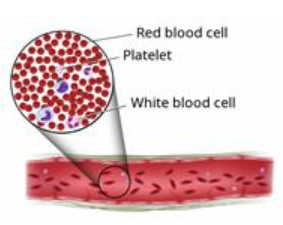 An increase in red blood cells is not good although anemia is a disease