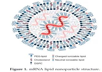Nanomaterial delivery system for mRNA vaccine