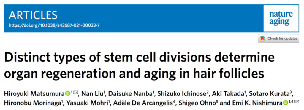 Target COL17A1: Alteration of hair follicle stem cell division leads to thinning of hair