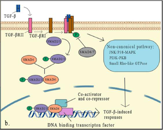 TGF-β: a multifunctional regulator of tumor immunity