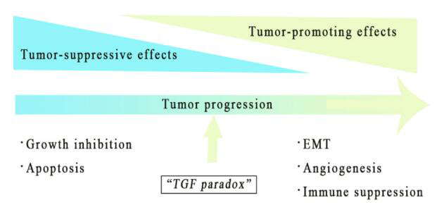TGF-β: a multifunctional regulator of tumor immunity