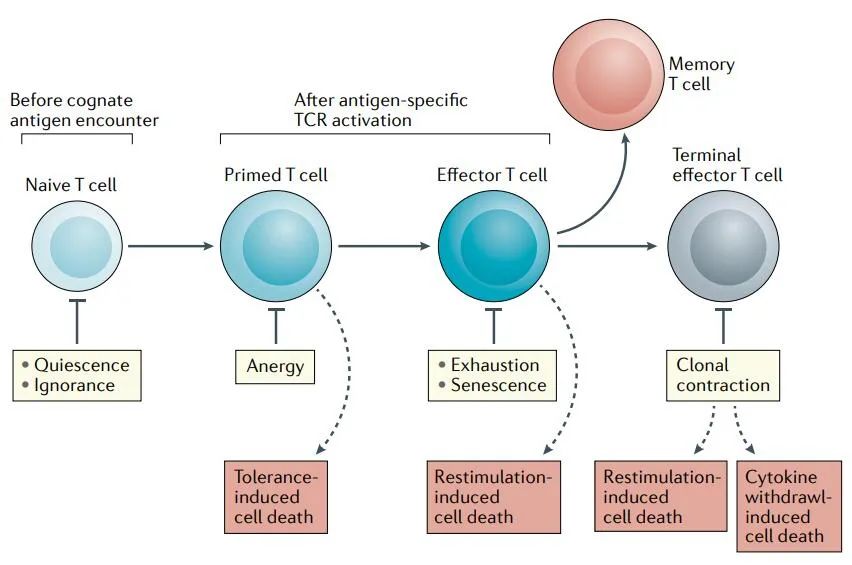 Peripheral T cell tolerance: a checkpoint in the life journey of T cells