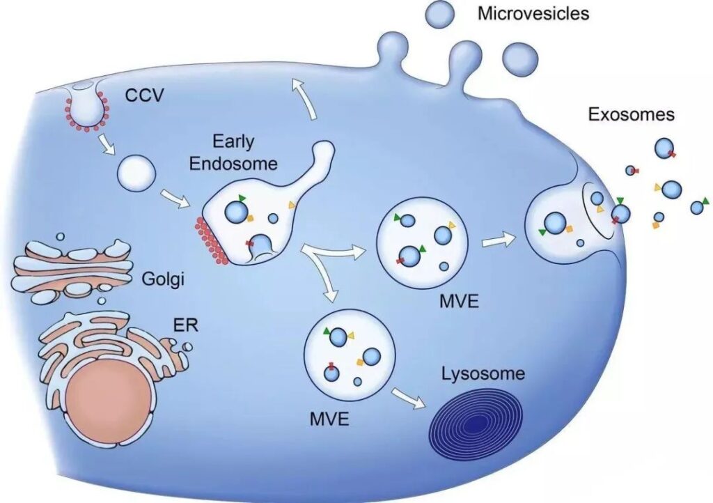 Application of exosomes in the treatment of cardiovascular diseases