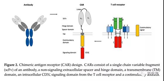 Optimize the production of CART cells to improve the anti-cancer effect