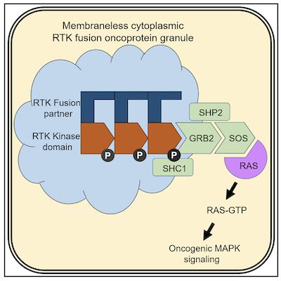 RAS signal transmission in cancer cells be achieved without relying on cell membranes?