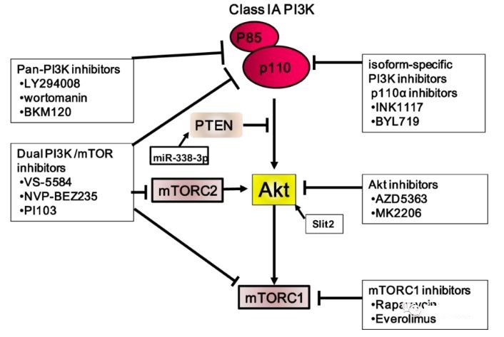 Progress of AKT allosteric inhibitor TAS-117 for advanced solid tumors