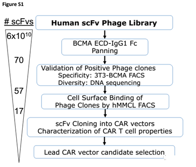 Screen the best scfv to construct a clinically suitable CART cell vector